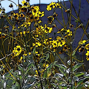 black-eyed susan