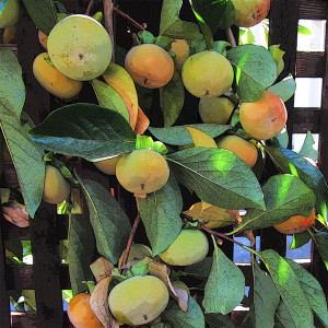 Plump Persimmons